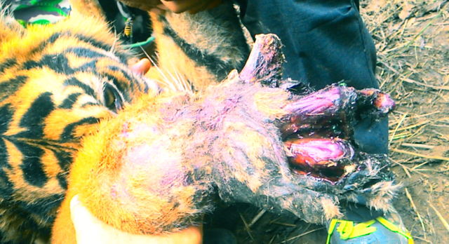 Kaki depan kanan harimau ini membusuk dan terpaksa diamputasi. Foto: Vinolia