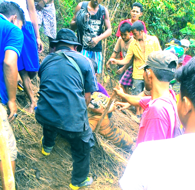 Tim, saat meyelamatkan harimau masuk perangkap. Foto: Vinolia