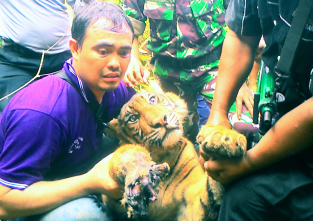 Tim evakuasi sesaat setelah melepas harimau dari jerat baja di Sumbar. Foto: Vinolia