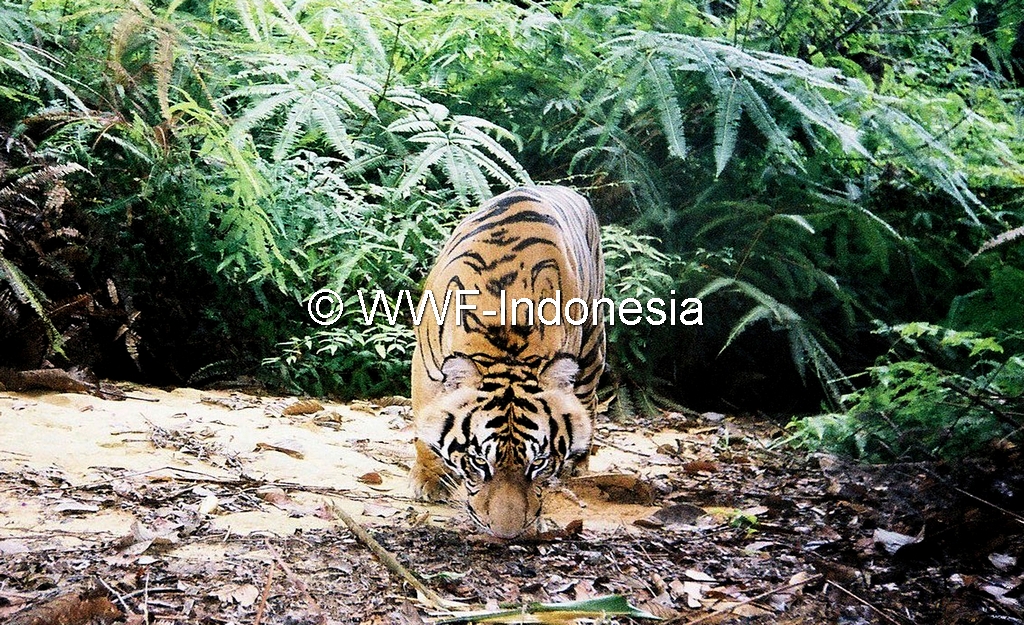 Harimau sumatera yang terekam kamera jebak di Hutan Lindung Bukit Betabuh. Foto: WWF-Indonesia/Tiger Survey Team