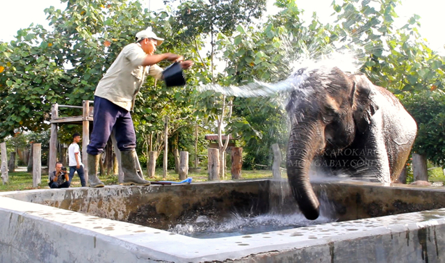 Lisa sedang minum dan main air. Foto: Ayat S Karokaro
