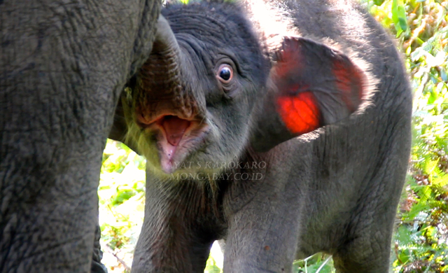 Gajah Lisa, baru melahirkan bayi lucu dan imut. Foto: Ayat S Karokaro