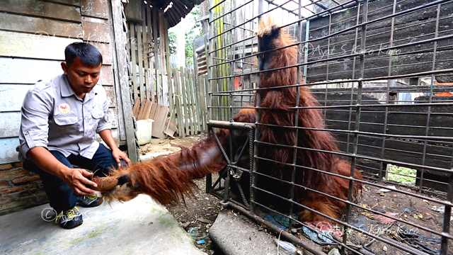 Lea Martini porno aktrisa Irene Ferrari eshagi bilan sikiladi