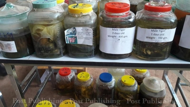 30 bangkai anak harimau yang diawetkan dalam toples dan telah diberi label, kemungkinan untuk dijual. Sumber: Bangkok Post