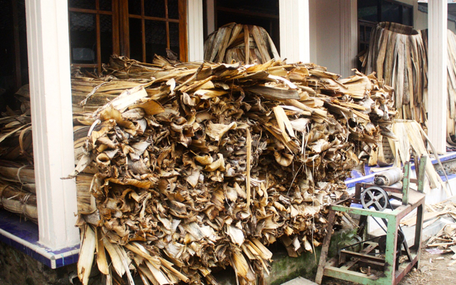 Gedebog pisang untuk bahan keranjang tembakau. Foto: Nuswantoro