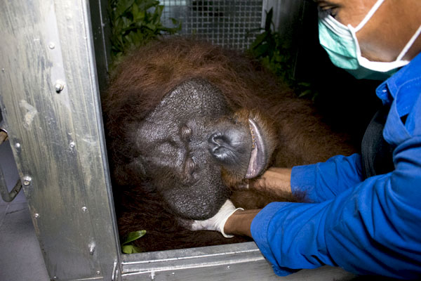 Jambu yang dibius terlebih dahulu sebelum dilepasliarkan. Foto: YIARI