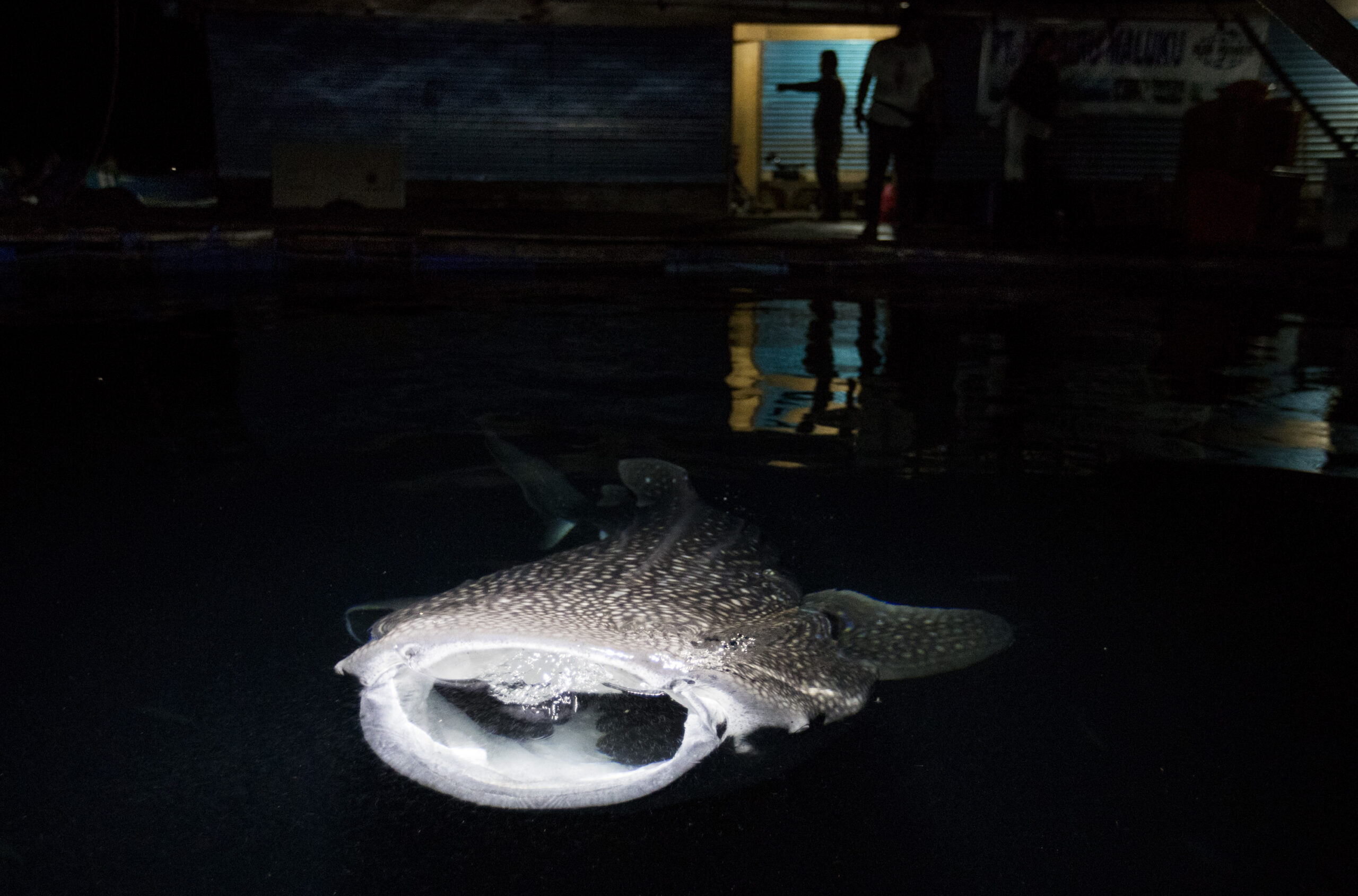 Satu dari dua ekor hiu paus (Rhincodon typus) yang ditangkap illegal dilepasliarkan kembali ke laut dari karamba jaring apung milik PT. Air Biru Maluku, di dekat Pulau Kasumba, Maluku. Sebelumnya, aparat menggerebeg tempat tersebut. Foto : Paul Hilton / WCS