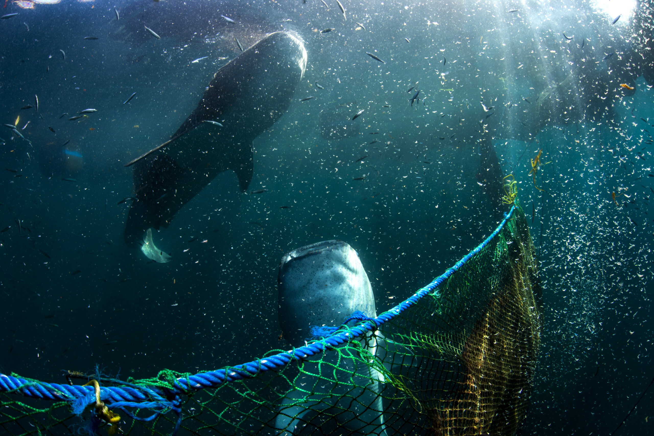 Hiu paus (Rhincodon typus) yang ditangkap illegal dilepasliarkan kembali ke laut dari karamba jaring apung milik PT. Air Biru Maluku, di dekat Pulau Kasumba, Maluku. Sebelumnya, aparat menggerebeg tempat tersebut. Foto : Paul Hilton / WCS