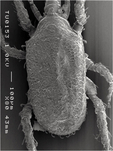 Macrocheles sp. Foto diambil dengan menggunakan scanning electron microscope (SEM). Foto: Dokumentasi LIPI