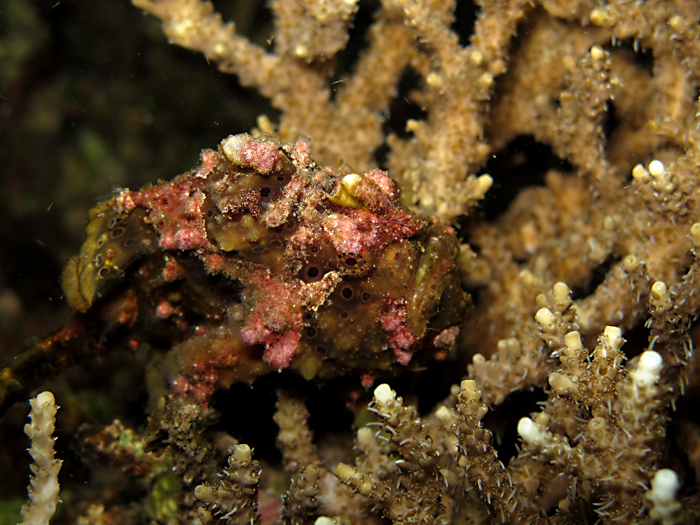 Ikan kodok atau painted frogfish (Antennarius pictus). Ikan karnivora rakus ini aktif memakan ikan dan hewan kecil yang masuk ke dalam jarak serangnya. Foto : Wisuda
