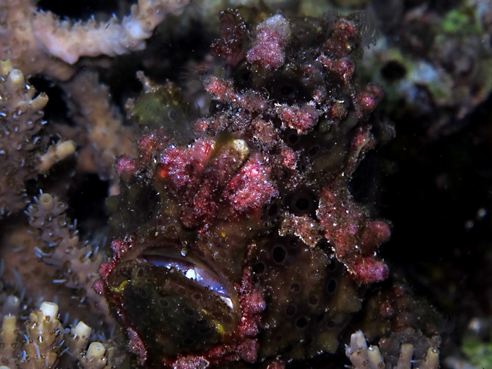 Ikan kodok atau painted frogfish (Antennarius pictus). Ikan ini berwarna-warni dan mempunyai kecenderungan untuk mencocokkan warna tubuhnya dengan lingkungan hidup mereka untuk berkamuflase. Foto : Wisuda