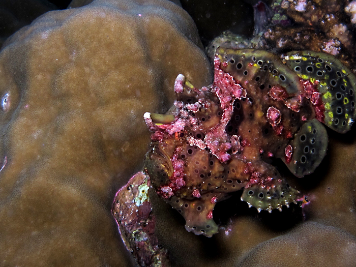 Ikan kodok atau painted frogfish bernama latin Antennarius pictus dari lautan. Ikan ini lebih sering menggunakan siripnya untuk berjalan, dibandingkan berenangnya. Foto : Wisuda