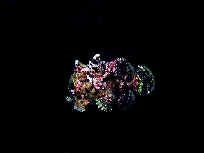 Ikan kodok atau painted frogfish bernama latin Antennarius pictus dari lautan. Ikan kodok ini hidup di perairan tropis dan subtropis dari daerah Indo-Pasifik, termasuk Laut Merah, termasuk perairan Indonesia. Foto : Wisuda