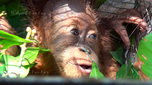 Setibanya di Mapolda Sumut, anak orangutan ini diberikan makanan sehat agar menjaga daya tahan tubuh tetap kuat dan segar. F oto: Ayat S Karokaro