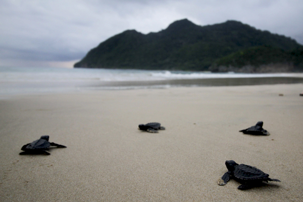 Tukik atau anak penyu yang dilepaskan oleh masyarakat Aceh ke laut. Foto: Junaidi Hanafiah