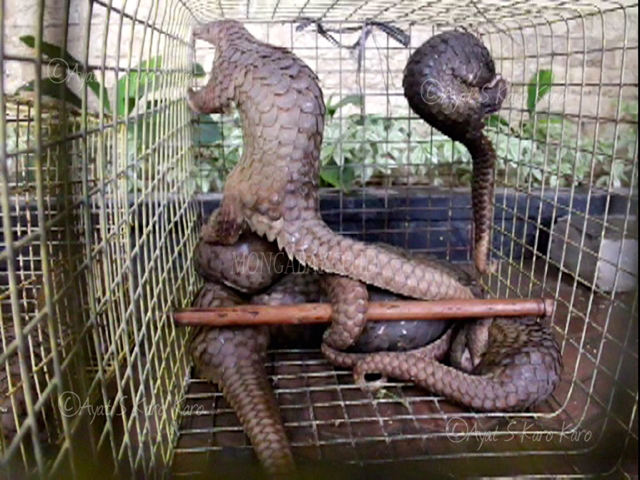 trenggiling ni2-Belasan Trenggiling yang diselamatkan dari upaya perdagangan satwa ini langsung diamankan ke Kantor BBKSDA Sumut Jalan Sisingamangaraja Medan (Ayat S Karokaro)