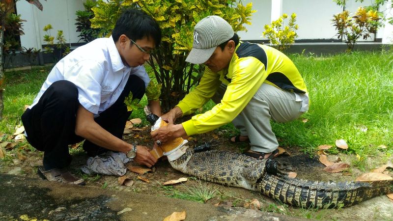 Buaya berukuran sekitar 1,5 meter ini masuk ke permukiman warga. Foto: Aseanty Pahlevi