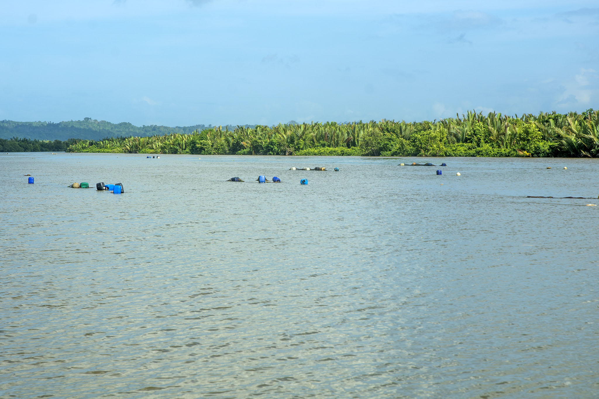 Pemandangan Segara Anakan, Cilacap, Jateng yang dipasangi jaring apung oleh nelayan. Kawasan ini segera dikeruk untuk menyelamatkan laguna dari sedimentasi. Foto : L Darmawan