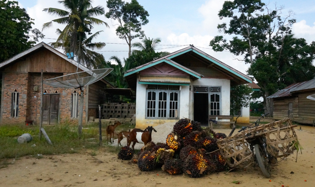 Tandan Buah Segar Kelapa Sawit milik masyarakat Komunitas Anak Talang, Indragiri Hulu, Riau. Foto: Lusia Arumingtyas