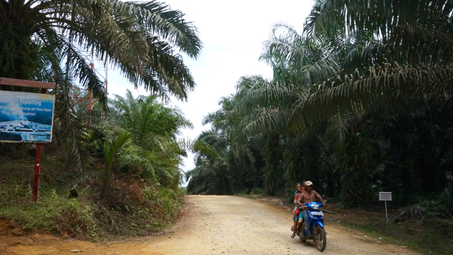 Kebun sawit PT Mega Nusa Inti Sawit yang mengelilingi Desa Anak Talang. Foto: Lusia Arumingtyas