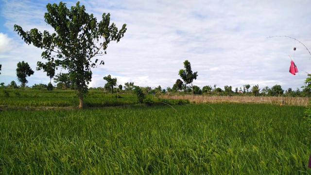 Sawah petani. Setelah bisa memprediksi cuaca, petani bertanam variasi, guna mengurangi gagal panen. Foto: Indra Nugraha