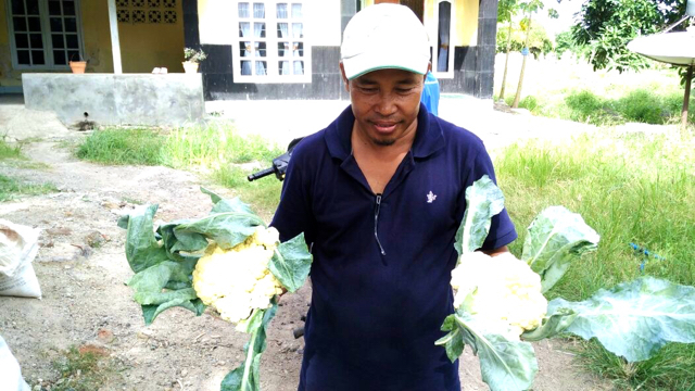 Setelah bisa memprediksi cuaca, petani bisa menentukan tanaman yang sesuai iklim. Tak hanya tembakau, bisa padi juga sayur mayur seperti kol ini. Foto: Indra Nugraha