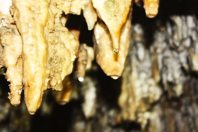 Stalagtit dan tetesan air di Goa Gong, Pacitan. Foto: Nuswantoro