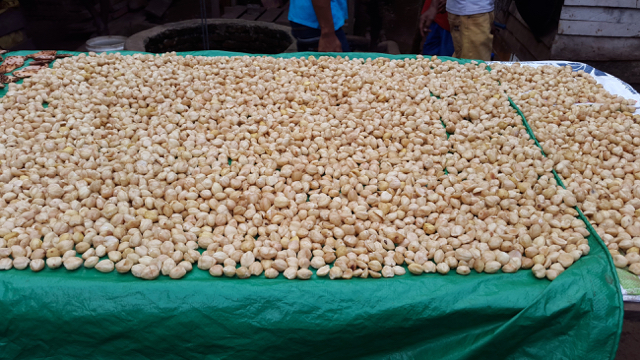 Hasil tanaman kemiri asal Kampung Yanggandur, Distrik Sota, Merauke. Tanaman ini berfungsi untuk ekonomi rakyat. Foto: Hidayatillah