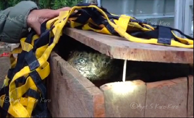 Sebelum disita BKSDA Sumut, ternyata anak harimau ini sudah dimasukkan dalam kandang dan siap dijual. 