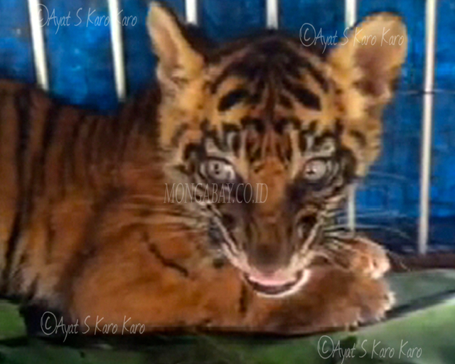 Anak harimau yang hilang. Foto: Ayat S Karokaro