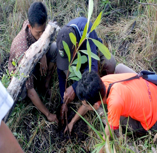 Penanaman jelutung di lahan gambut di Pedamaran ini oleh SHI dan warga sebagai upaya perbaikan kondisi lahan gambut dan menjadi sumber ekonomi masyarakat ke depan. Foto: SHI