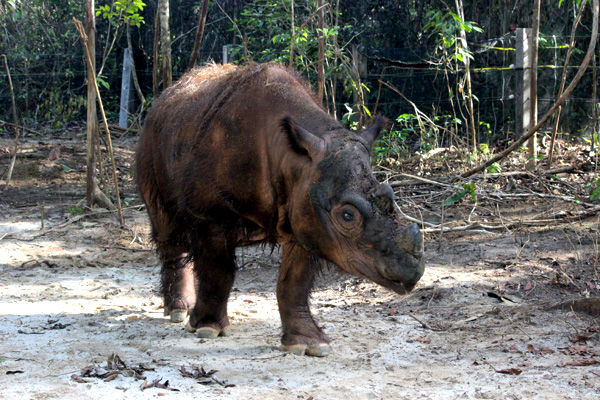 Harapan, badak sumatera yang lahir dan besar di Cincinnati Zoo, Ohio, Amerika Serikat, yang telah pulang ke Indonesia 2 November 2015. Saat ini, Harapan berada di Suaka Rhino Sumatera (Sumatran Rhino Sanctuary, SRS) Taman Nasional Way Kambas, Lampung. Foto: Rahmadi Rahmad