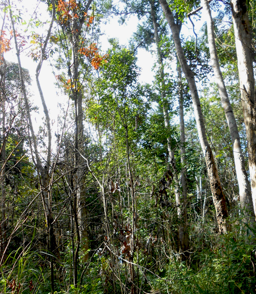 Pohon-pohon gaharu yang berusia ratusan tahun sudah habis ditebang. Kini tersisa pohon gaharu yang berusia puluhan tahun. Foto: Sengguk