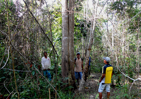 Di hutan Pasir Hitam, Desa Sungai Jeruju, Kecamatan Cengal, Kabupaten OKI, Sumsel, masih ditemukan banyak pohon gaharu. Foto: Sengguk