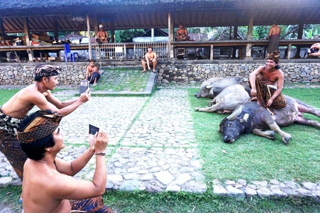 Seorang warga berfoto diatas kerbau sesembahan di Desa Tenganan Pegringsingan, Karangasem, Bali. Foto : Luh De Suriyani