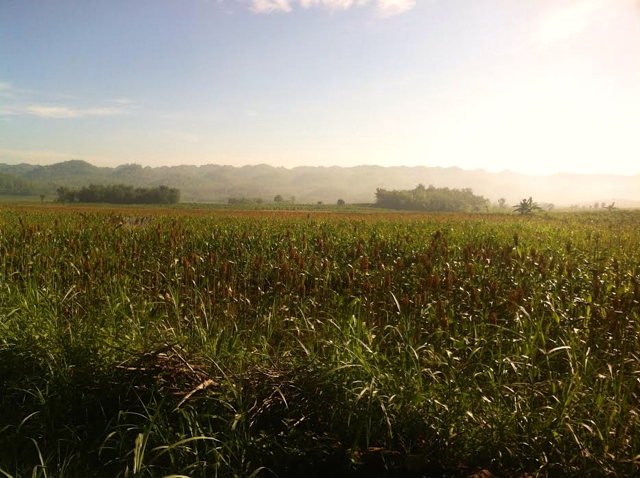 Ladang dan Gunung Sewu dari kejauhan. Foto: Nuswantoro