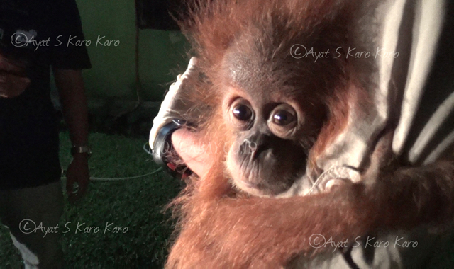 Anak rangutan Sumatera usia satu tahunan ini tampak memegang erat badan tim OIC yang mengevakuasinya dari Aceh Timur. Foto: Ayat S Karokaro