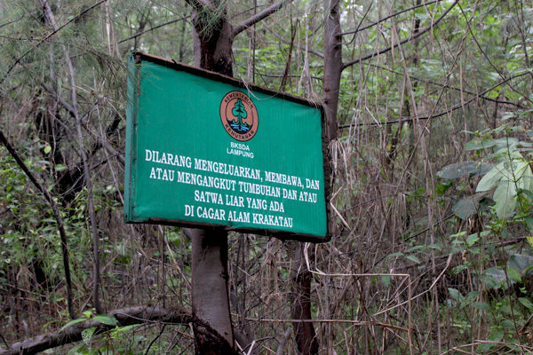 Biawak dan papan peringatan untuk tidak mengambil keragaman hayati yang ada di Krakatau. Foto: Rahmadi Rahmad