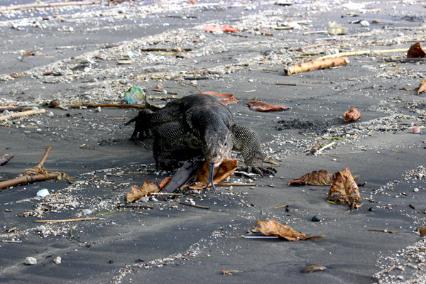 Peta Krakatau dan biawak yang ada di wilayah tersebut. Foto: Rahmadi Rahmad