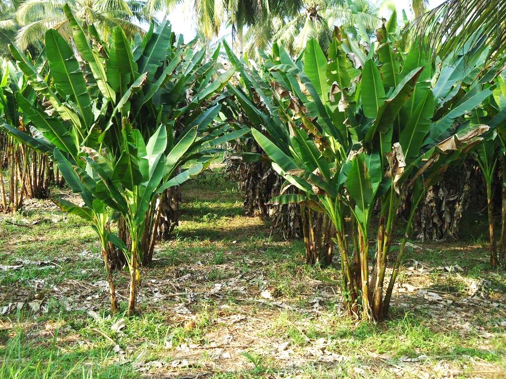 Kebun pisang abaka di Desa Esang Kabupaten Kepulauan Talaud Sulut. Serat pisang abaka menjadi bahan baku pembuatan uang dolar. Foto : Themmy Doaly 
