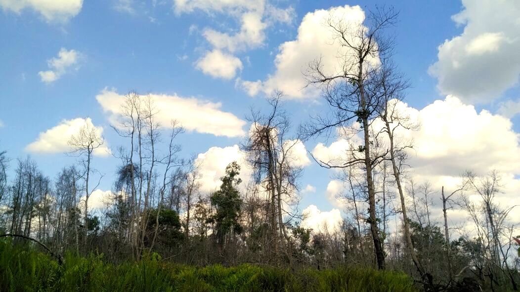 Hutan Desa yang terbakar. Foto: Indra Nugraha