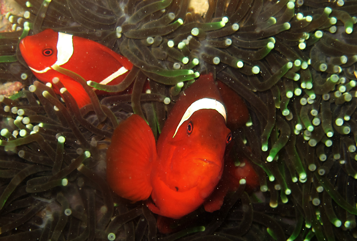 Clown fish di perairan Pulau Pramuka, Kepulauan Seribu, Jakarta. Foto : Wisuda