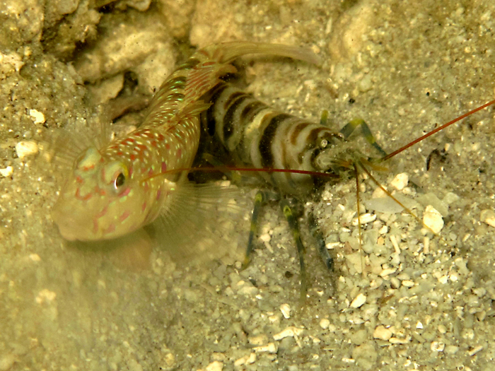 Ikan goby dan udang di perairan Pulau Pramuka, Kepulauan Seribu, Jakarta. Foto : Wisuda