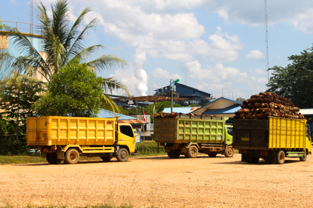 Hasil panen ubi kayu merupakan makanan yang diandalkan saat ini ketika mereka mengungsi. Foto; Elviza Diana