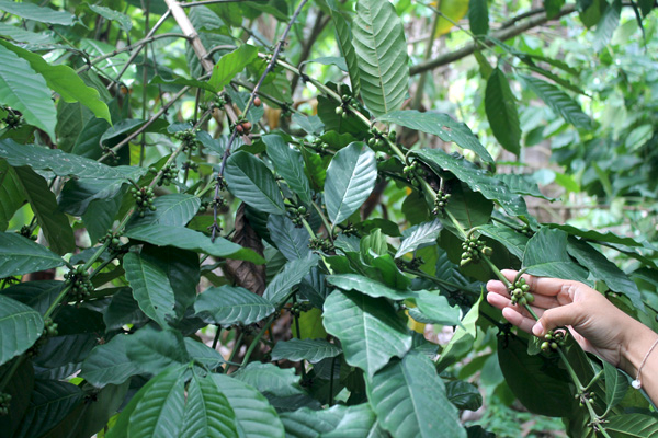 Tanaman kopi yang tidak hanya buahnya saja bisa dimanfaatkan tetapi juga ampasnya. Foto: Petrus Riski