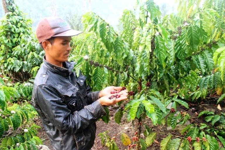 Masyarakat adat Serampas di Jambi yang sudah mendapatkan penetapan hutan adat dari KLHK, menanam kopi sebagai salah satu andalan mereka. Foto: Elviza Diana