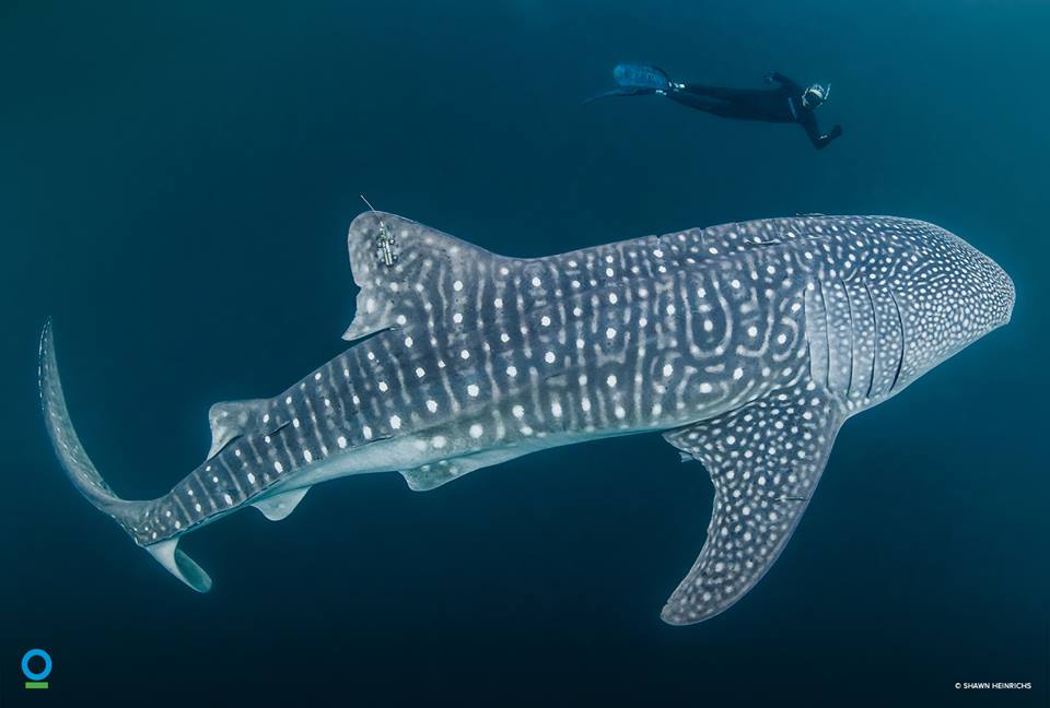 Seorang peneliti sedang menyelam bersama hiu paus atau whale sharks di Teluk Cendrawasih, Papua. Foto : Shawn Heinrichs / Conservation International