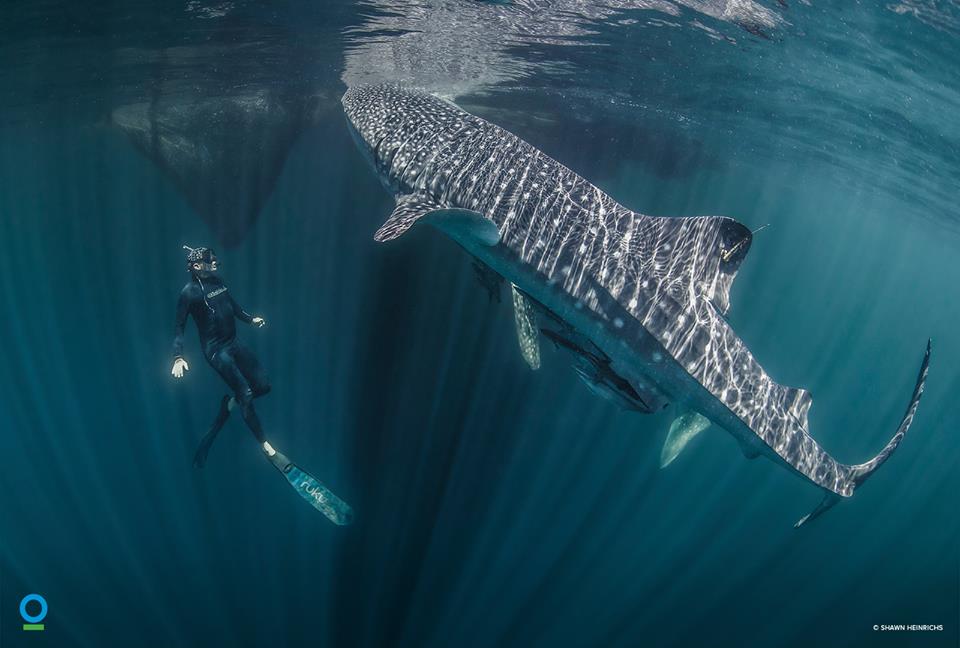 Seorang peneliti sedang menyelam bersama hiu paus atau whale sharks di Teluk Cendrawasih, Papua. Foto : Shawn Heinrichs / Conservation International