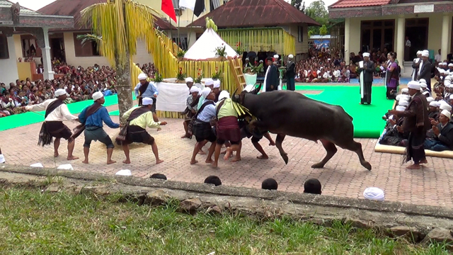 Dalam ritual Sipaha Lima Parmalim, ada penyembelihan kerbau hitam. Foto: Ayat S Karokaro