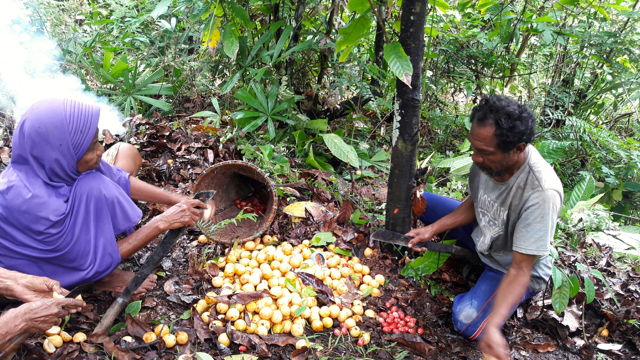 Dua warga komunitas Banemo, di Patani, Halmahera Tengah, sedang panen pala. Mereka berharap, Raperda Pengakuan dan Perlindungan Hak Masyarakat Hukum Adat, yang didorong segera dibahas di DPRD Halteng. Hutan pala mereka, terancam karena izin sudah dikeluarkan pemerintah daerah kepada perusahaan sawit. Foto: Sapariah Saturi